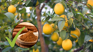 Sitio Andino | canela y limonero, limones, jardinería.png