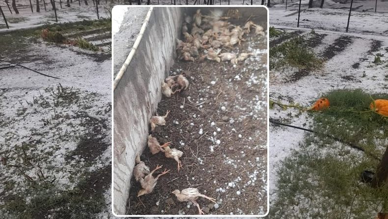 pollitos muertos granizo General Alvear.jpg