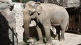 comienza la adaptacion del elefante tamy en el ecoparque