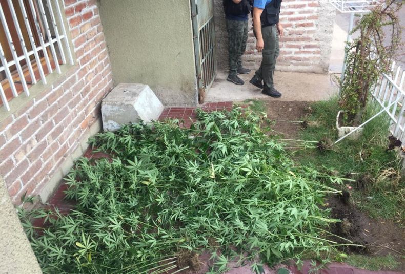 secuestro de marihuana, Guaymallén