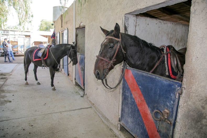 Durante décadas, estos equinos acompañaron a los efectivos en operativos, patrullajes y eventos masivos