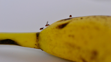 Combate eficazmente las moscas de la fruta en tu hogar con estos consejos prácticos