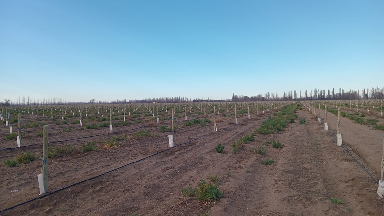 El proyecto de pistacho en San Rafael llegará a 86 hectáreas.
