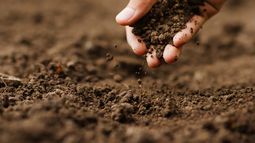 Agricultura en Mendoza: el Gobierno incrementó un 30% la ayuda por daños climáticos