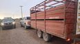El personal a cargo dispuso el secuestro de los cinco bovinos e iniciaron actuaciones por una presunta infracción El personal a cargo dispuso el secuestro de los cinco bovinos e iniciaron actuaciones por una presunta infracción