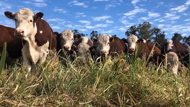 De qué se trata la ganadería bajo riego, la modalidad de producción que impulsa el sur mendocino De qué se trata la ganadería bajo riego, la modalidad de producción que impulsa el sur mendocino