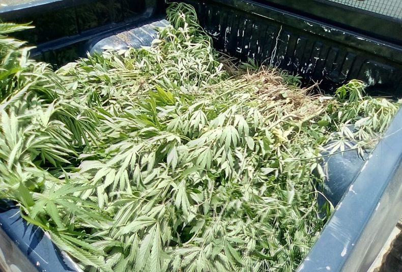 Plantas de marihuana