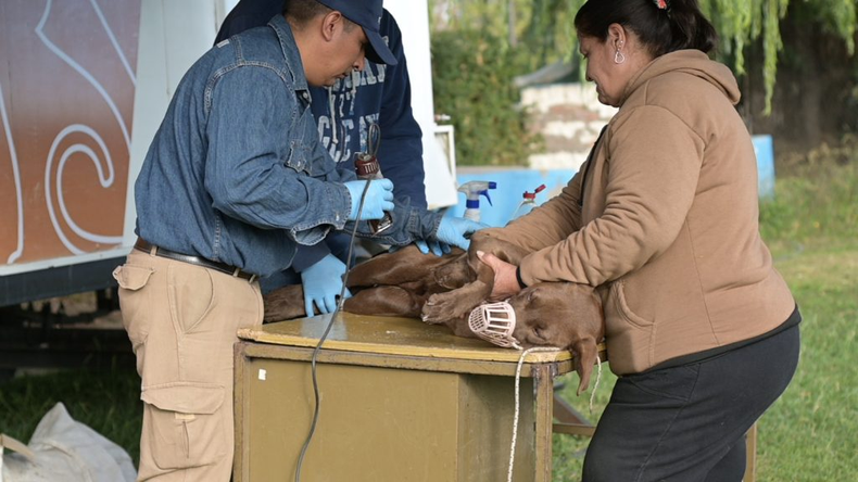 Tupungato y el operativo de vacunación antirrábica.