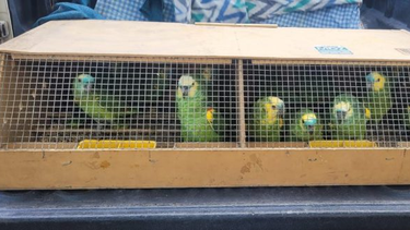 ecoparque de mendoza: trasladaron aves a un centro de rescate de santa fe
