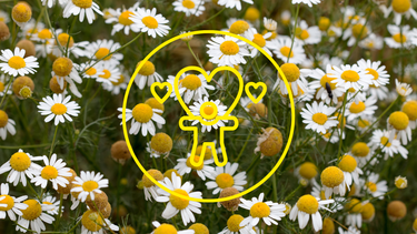 Sitio Andino | manzanilla, jardinería.png
