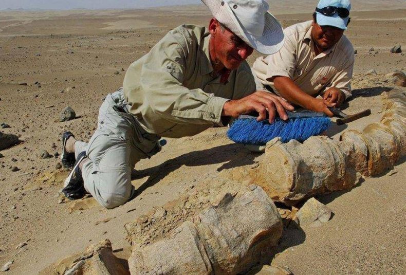 Encuentran en-Perú-los-restos-de-un-ave-de-hace-35-millones-de-años-6