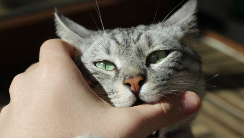  Mascota: la razón por la que deberías preocuparte si tu gato muerde