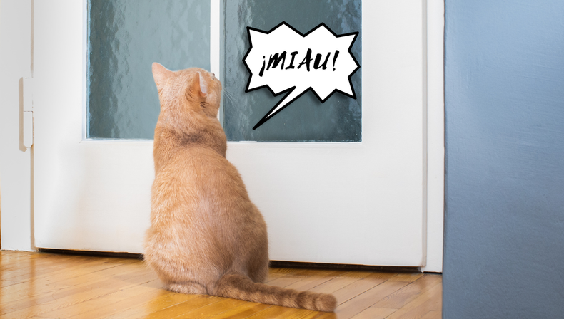 ¿Por qué mi gato maúlla en la puerta y cómo lograr que deje de hacerlo?