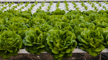 como cultivar sin tierra: lanzan curso gratuito en guaymallen como cultivar sin tierra: lanzan curso gratuito en guaymallen