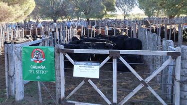Sitio Andino | Hacienda Estancia El Sitio, Angus Hembra, tercer premio, Expo Ganadera, Fiesta de la Ganadería 2025 (06).jpeg