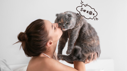 Cómo mejorar la relación con tu gato: ni premios ni caricias excesivas