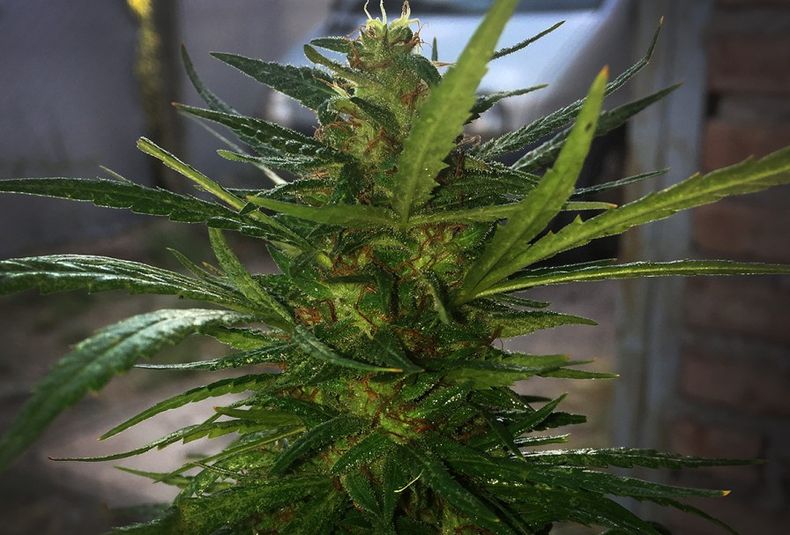 cannabis medicinal, marihuana, macoña, porro, fumanchu