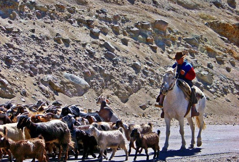 Ganadería en el Sur de Mendoza (Gentileza).