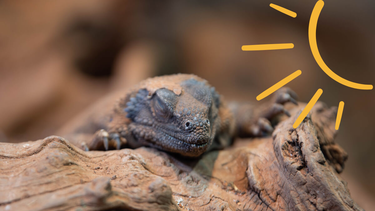 Mascotas: la calefacción que podría salvar la vida de tu reptil y no lo sabías