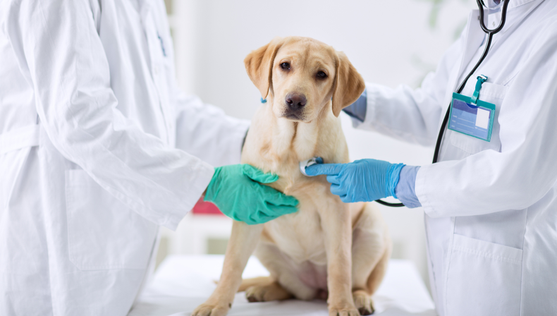 Las visitas en el veterinario es una parte fundamental de tener un perro como mascota.