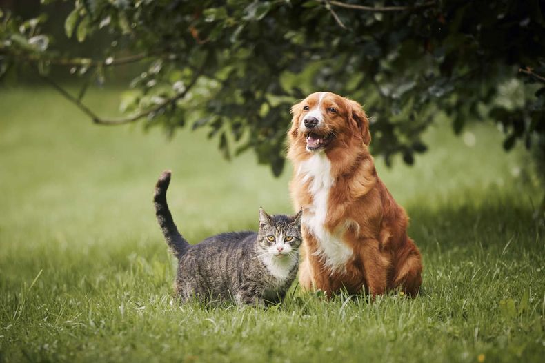 Perros y gatos ganan lugar en las familias, pero ¿cuánto cuesta mantenerlos al mes?