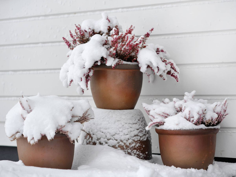 Jardinería: las mejores estrategias para proteger tus plantas en invierno