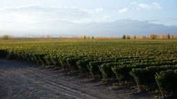 El INV reconoce la IG para El Peral en el  Valle de Uco