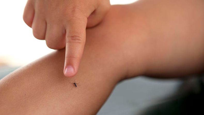 Este lunes se confirmó el primer caso de dengue en el departamento de San Rafael y General Alvear.