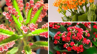 Plantas y trucos: cómo hacer florecer al kalanchoe como nunca antes
