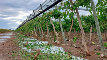 Las bodegas en alerta por la afectación que pude tener El NIño en sus producciones.