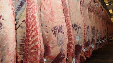 Friar eleva 20% sus exportaciones de carne