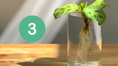 Sitio Andino | tres plantas en agua, jardinería