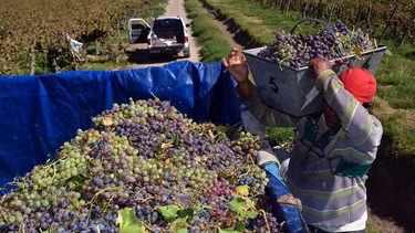 Ante una cosecha mayor, el Gobierno comprará uva para sostener el precio