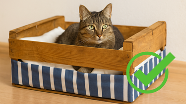 Sitio Andino | gato en cajón de madera, mascota.png