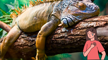 Mascota: la inquietante razón por la que tu iguana no come Mascota: la inquietante razón por la que tu iguana no come