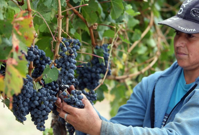 Vendimia: definieron los precios de la uva.