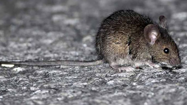 Alerta por hantavirus en la Patagonia: dos muertes causaron temor a un nuevo brote Alerta por hantavirus en la Patagonia: dos muertes causaron temor a un nuevo brote