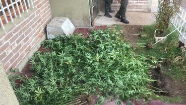Secuestraron plantas de marihuana, porros y dinero en Guaymallén