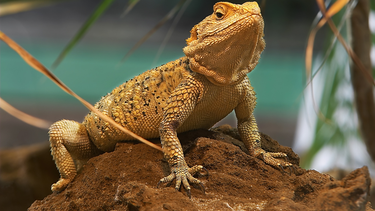 Descubrí por qué el dragón barbudo es la mascota exótica que todos quieren tener
