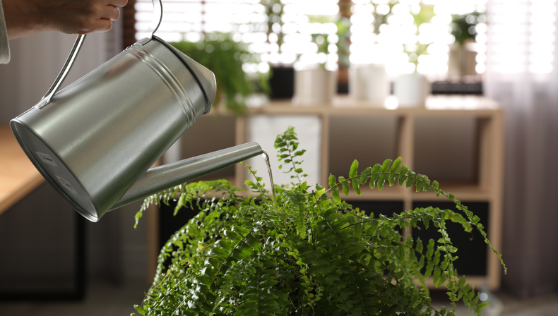 Jardinería: el truco definitivo para que tu helecho de interior se mantenga sano todo el año