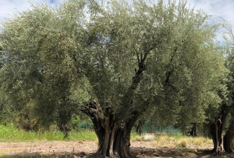 Blog olivo laur1