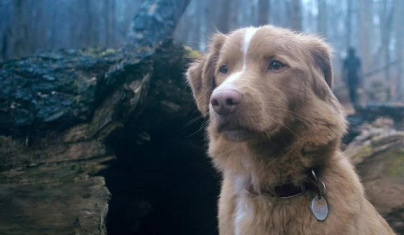 Cuándo se podrá ver en Argentina Good Boy, la película de terror con un perro de protagonista