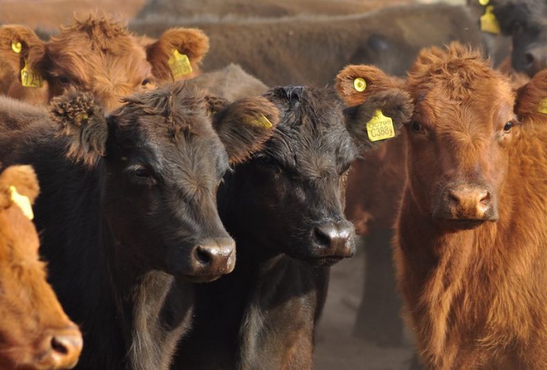 Por la sequía y los precios, el stock ganadero de Mendoza pasó de 500.000 cabezas a menos de 400.000 en tres años.