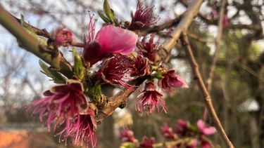 La primavera recién se está manifestando en Malargüe (Foto Claudio Altamirano). &nbsp;