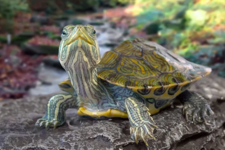 Mascota: los cuidados que nadie te contó sobre las tortugas de agua