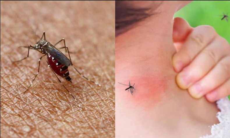 Alerta dengue: las preguntas más frecuentes sobre la enfermedad.