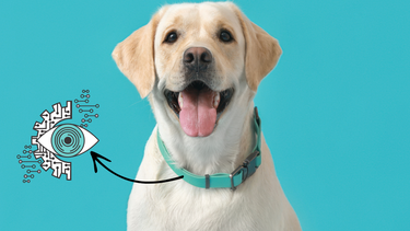 Sitio Andino | collar de perro con IA.png