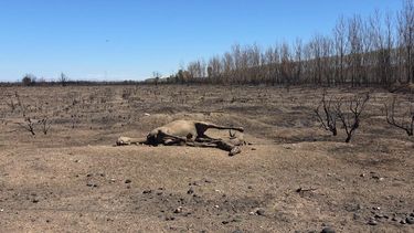 El abandono de los campos del Ejército en San Rafael acrecentó el riesgo de los incendios del pasado domingo. El abandono de los campos del Ejército en San Rafael acrecentó el riesgo de los incendios del pasado domingo.
