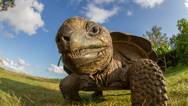 Mascotas: los 5 peligros ocultos de tener una tortuga en casa