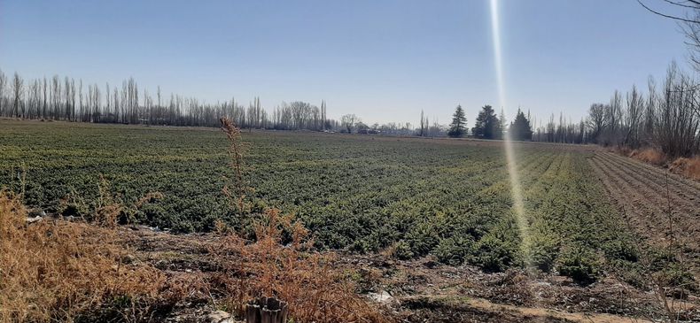 Irrigación presentará obras clave que beneficiarán al agro en el Valle de Uco.